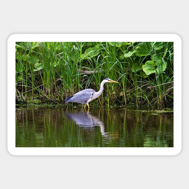 Grey Heron reflected Sticker by Violaman